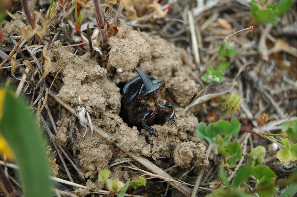 Nashorkäfer in seinen "Loch"