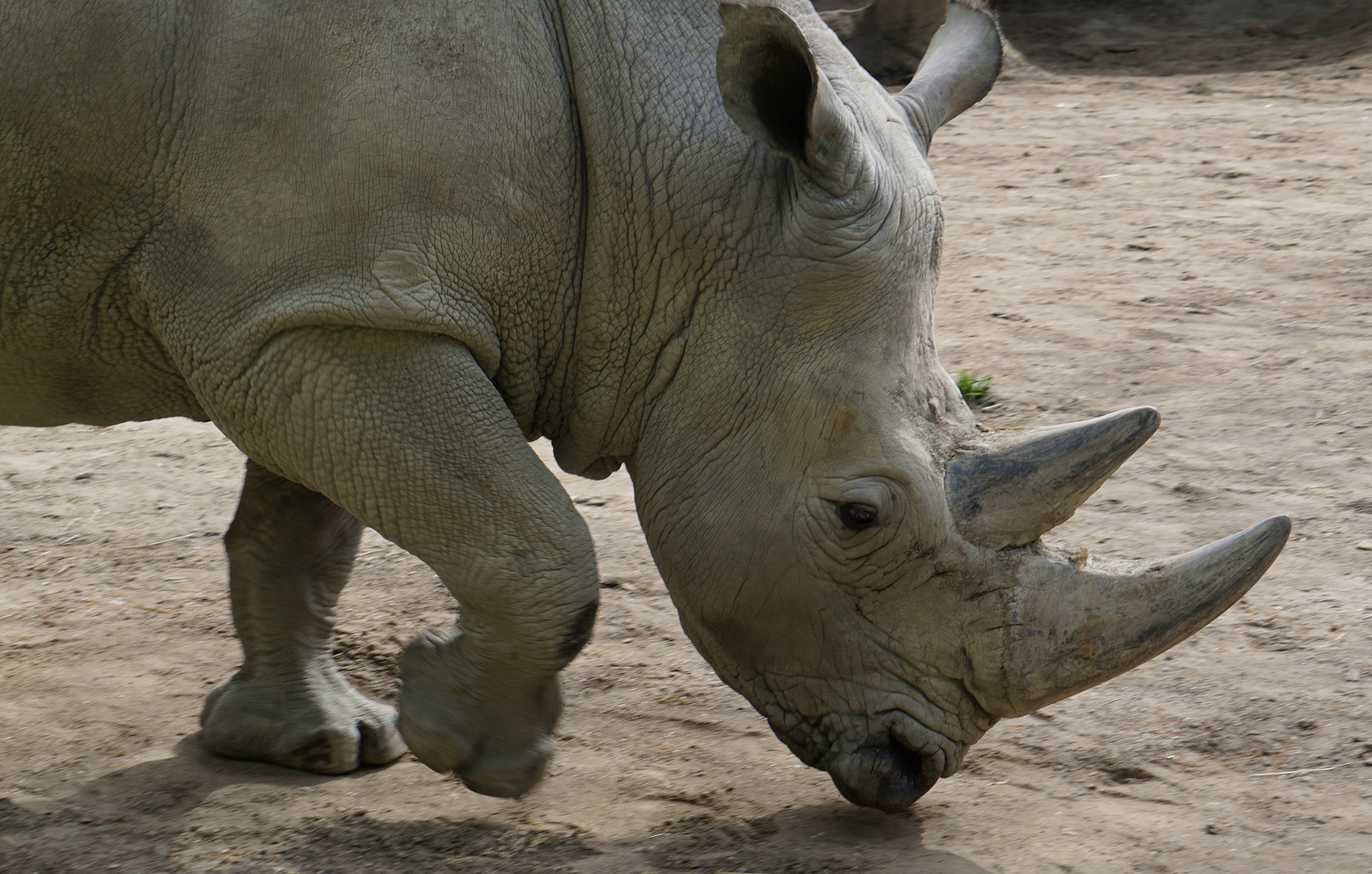 Nashorn Foto & Bild | münster, zoo, tiere Bilder auf fotocommunity