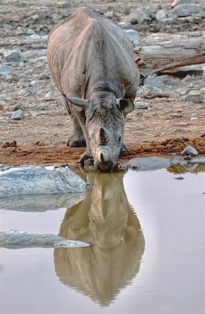 Nashorn (1)