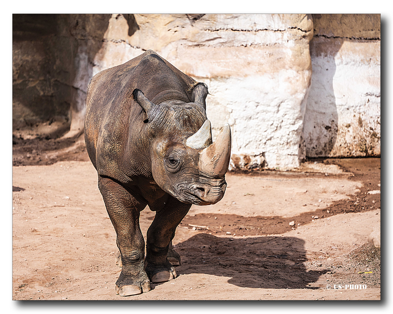 Nashorn #1