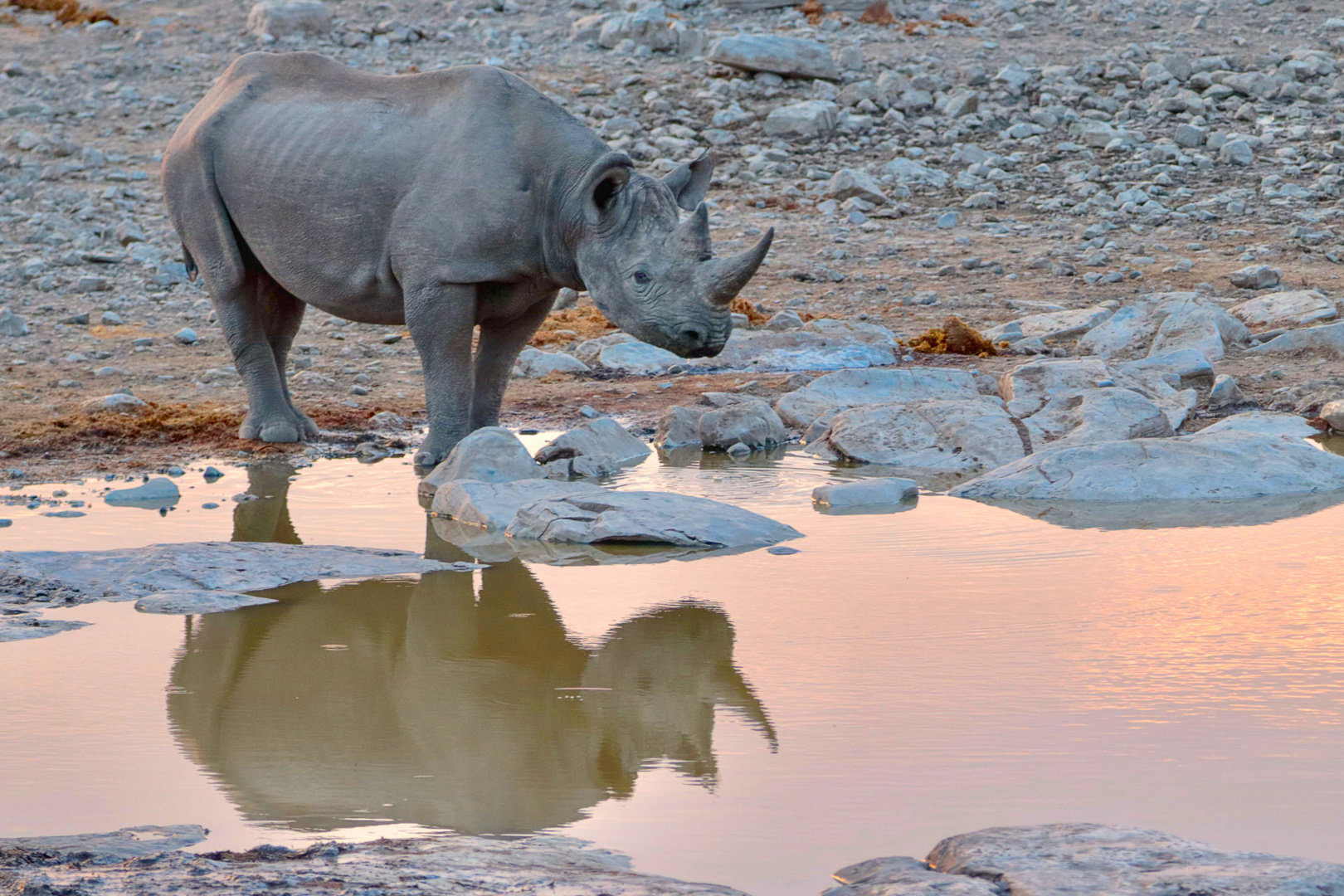 Nashorn (2)