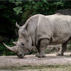 Nashorn 2