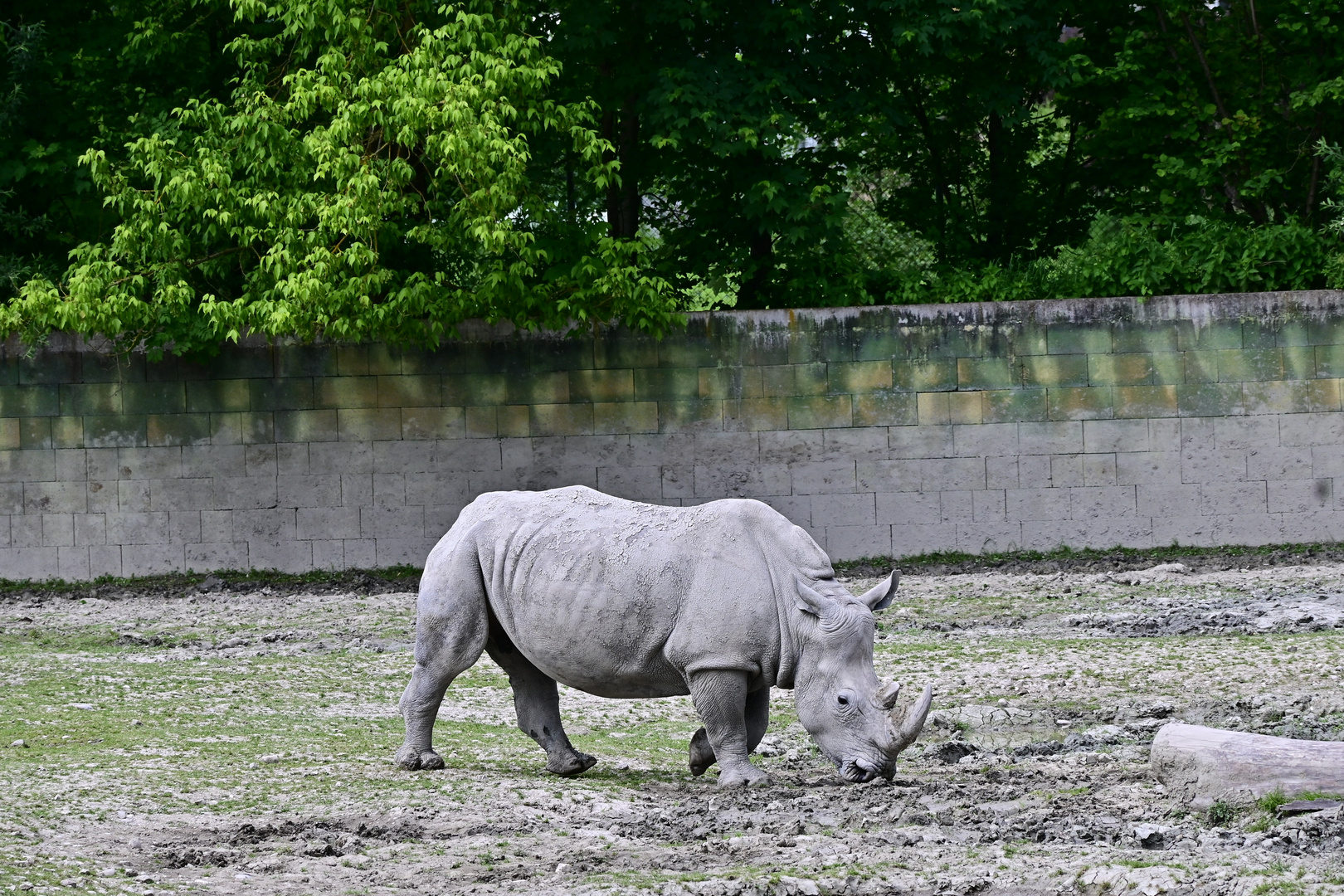 Nashorn