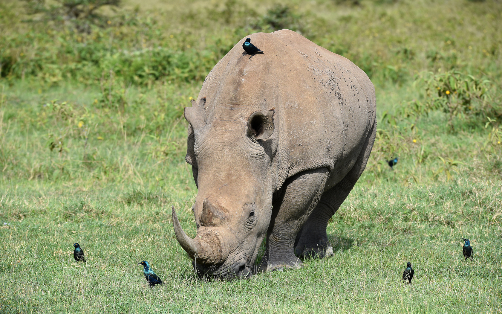 Nashorn Foto & Bild | tiere, wildlife, fotos Bilder auf fotocommunity