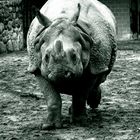 Nashorn