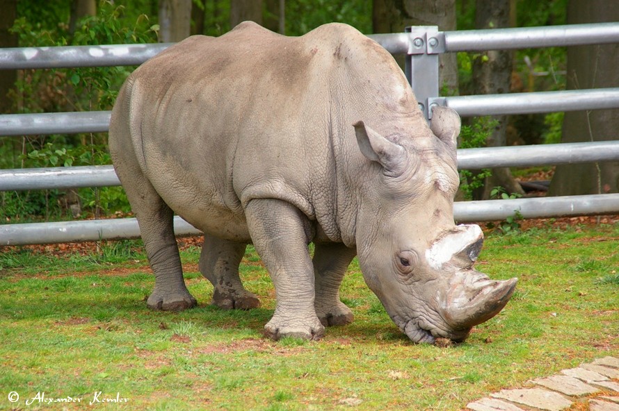 Nashorn