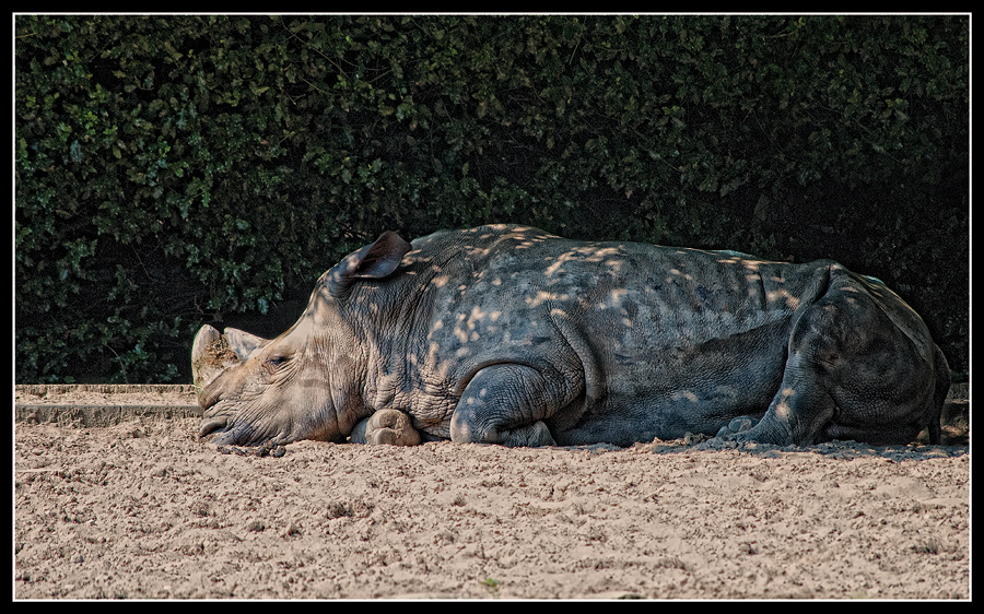 Nashorn