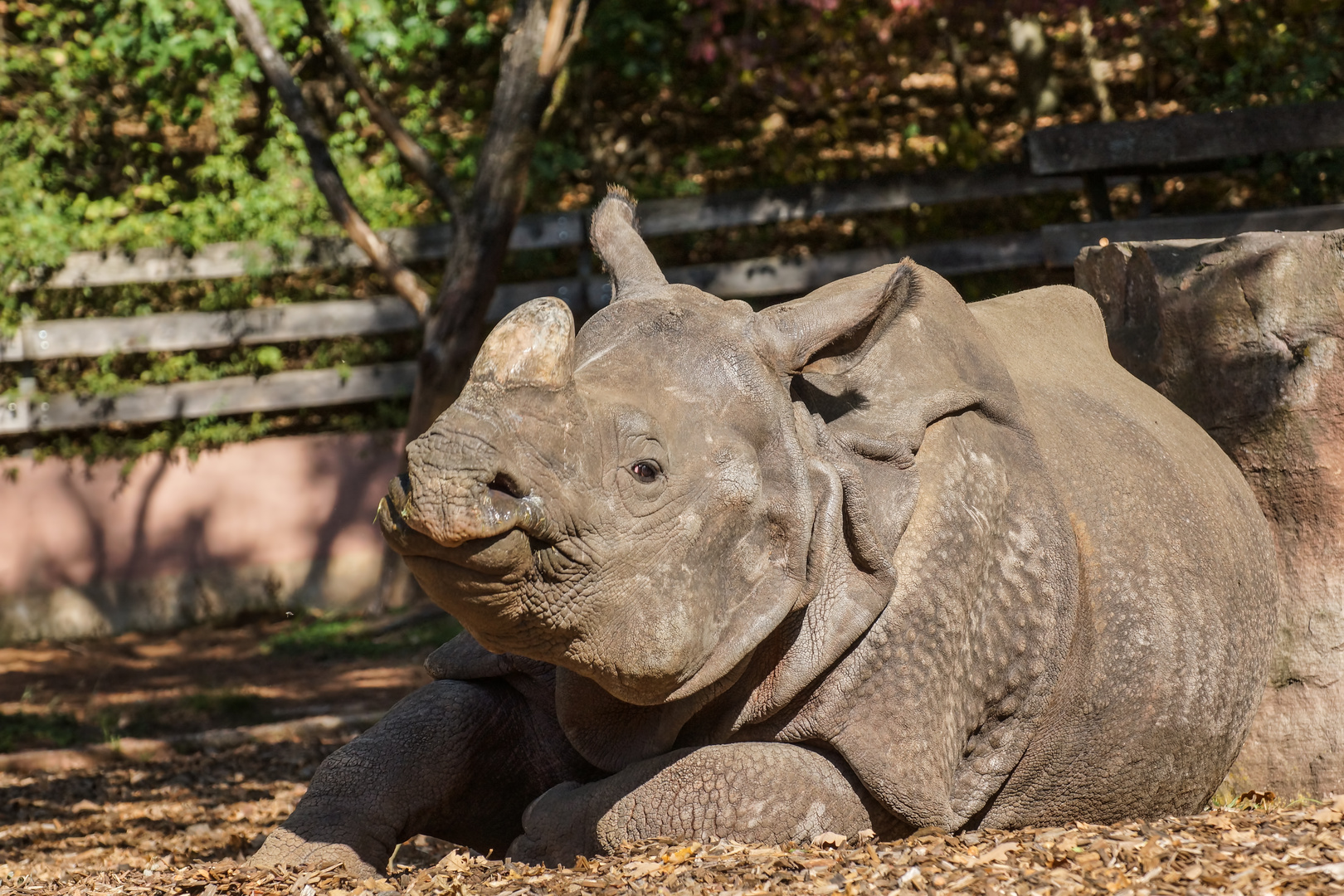 Nashorn