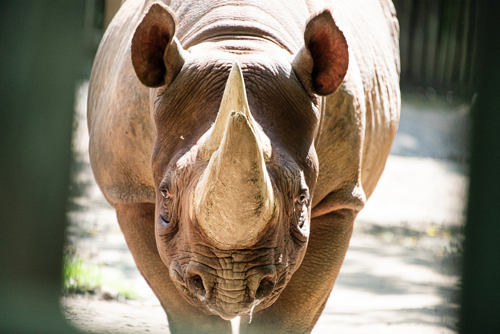Nashorn Foto & Bild | tiere, jahreszeiten, sommer Bilder auf fotocommunity