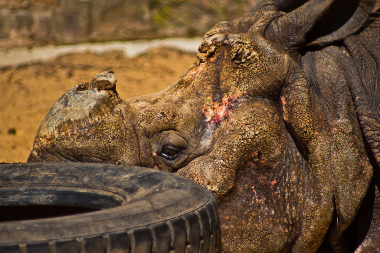 Nashorn