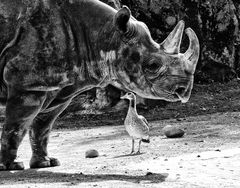 nashorn ...