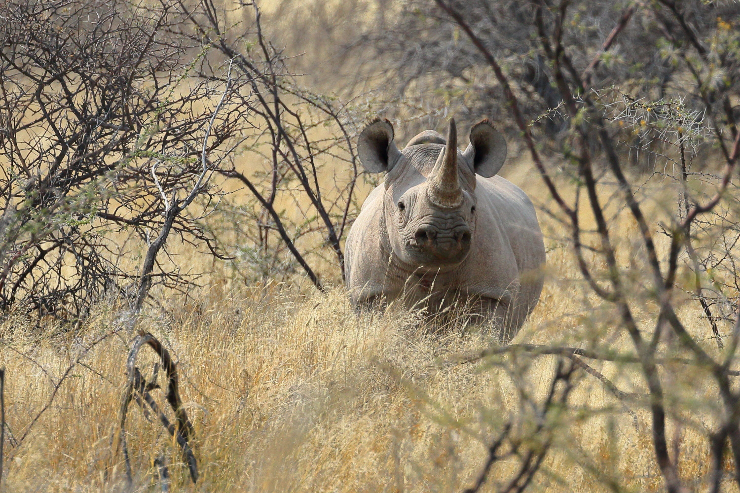 Nashorn Foto & Bild | africa, southern africa, namibia Bilder auf