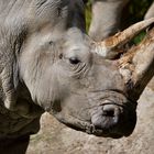 Nashorn