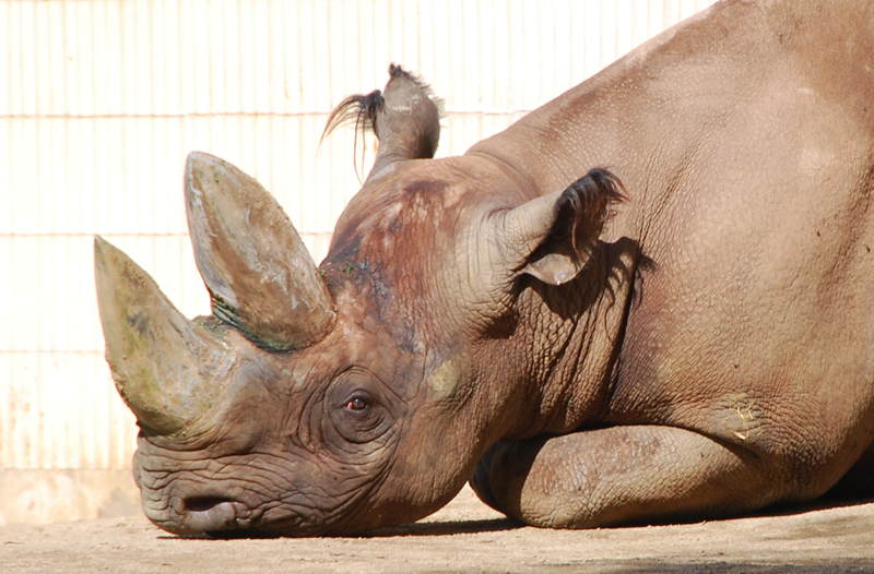 Nashorn - ach, mir ist ja sooo langweilig :-(