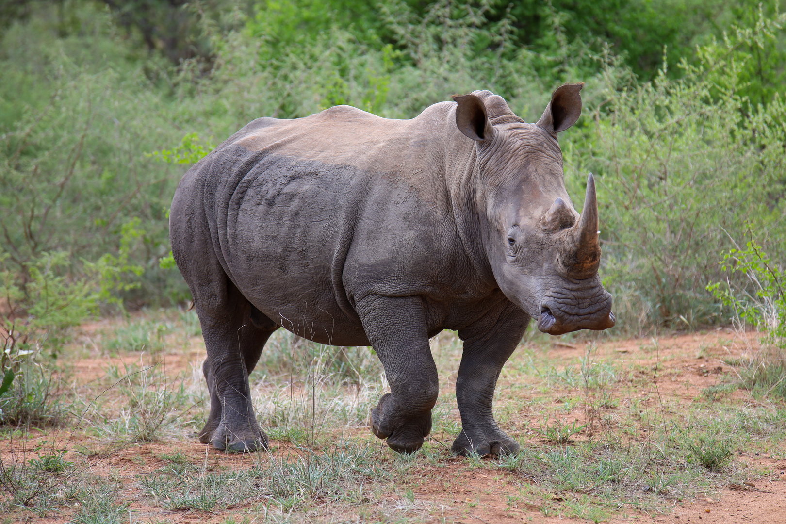 Nashorn am Morgen