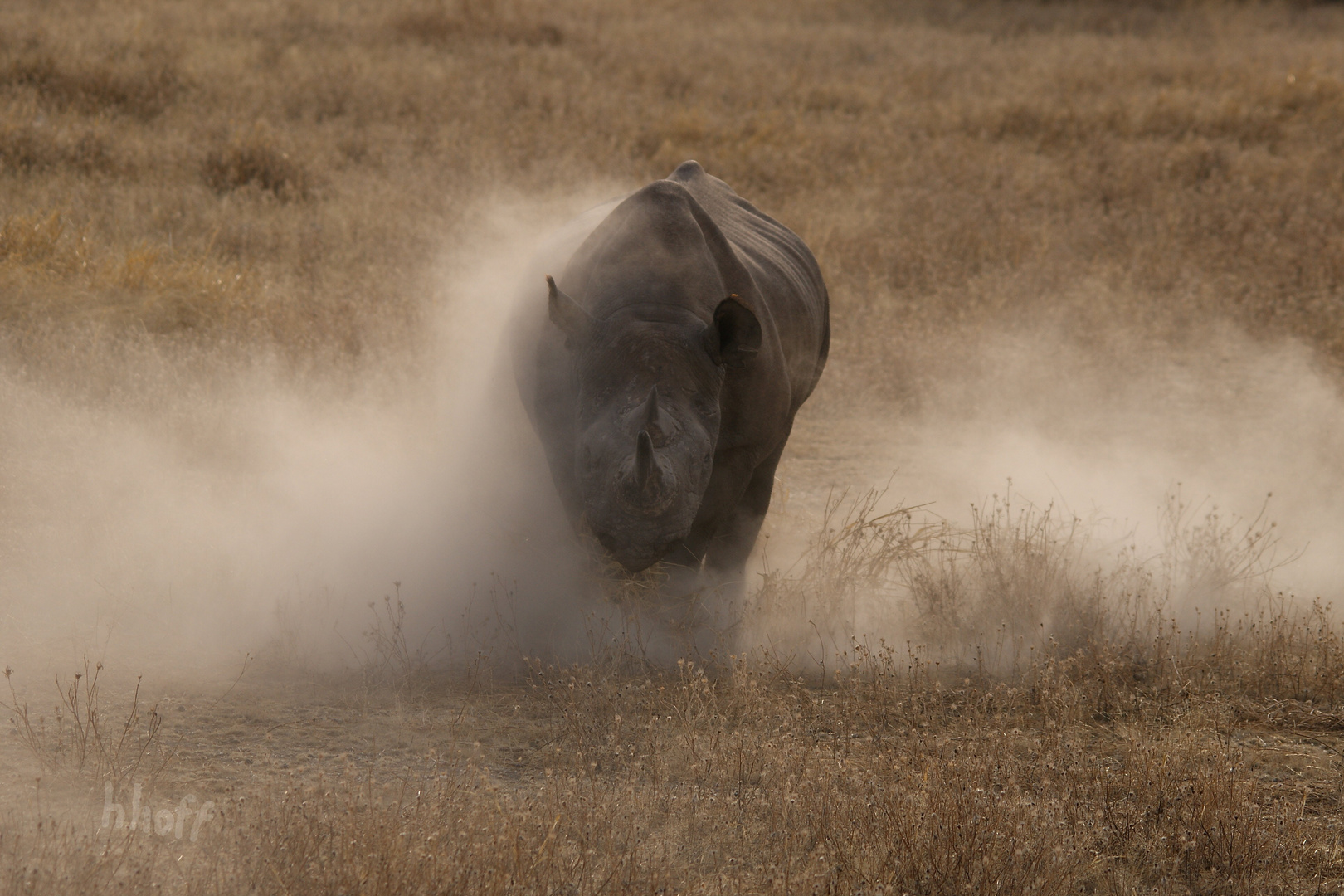 Nashorn-Attacke!