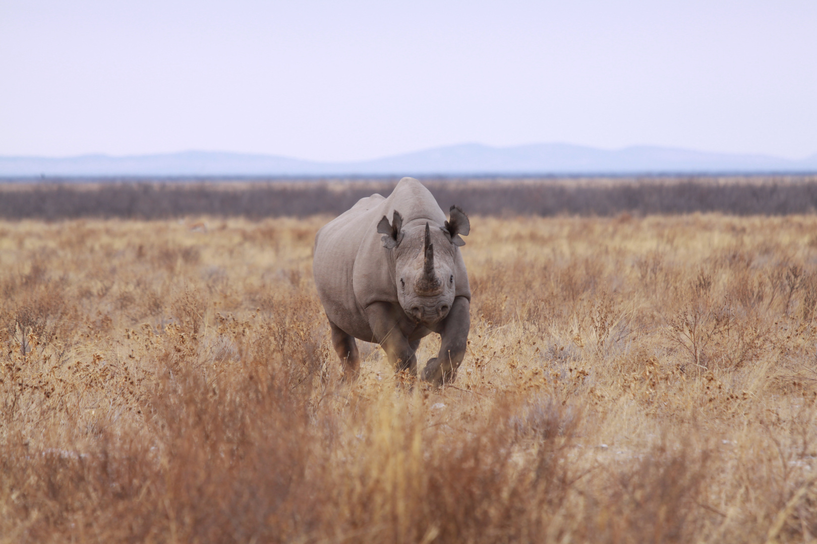 Nashorn-Attacke im Etosha Namibia