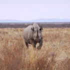 Nashorn-Attacke im Etosha Namibia