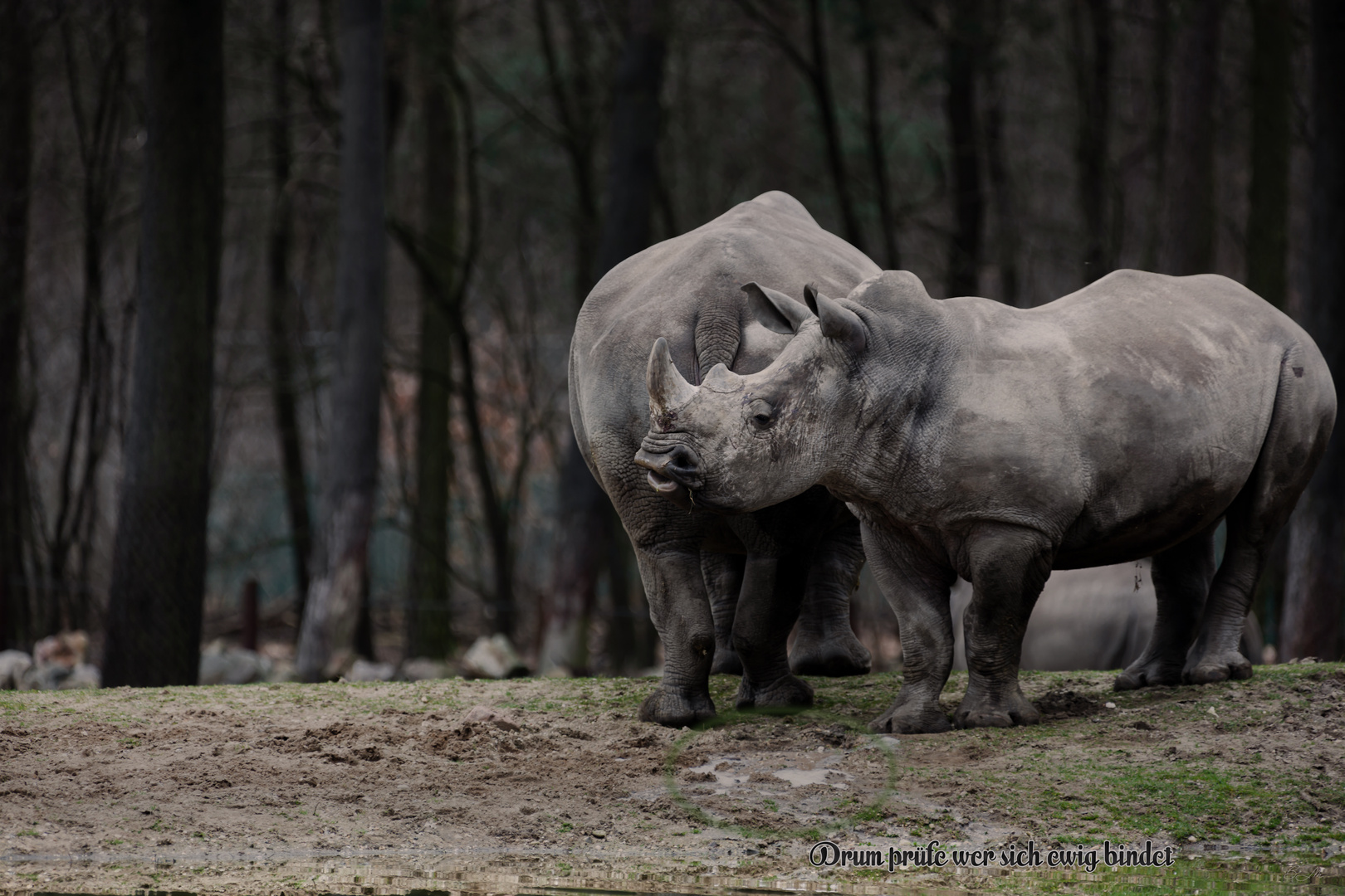 Nashorn auf Brautsuche