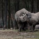 Nashorn auf Brautsuche