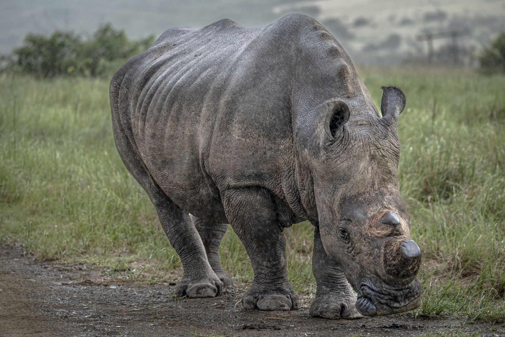 Nashorn auf dem Pfad