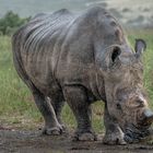 Nashorn auf dem Pfad
