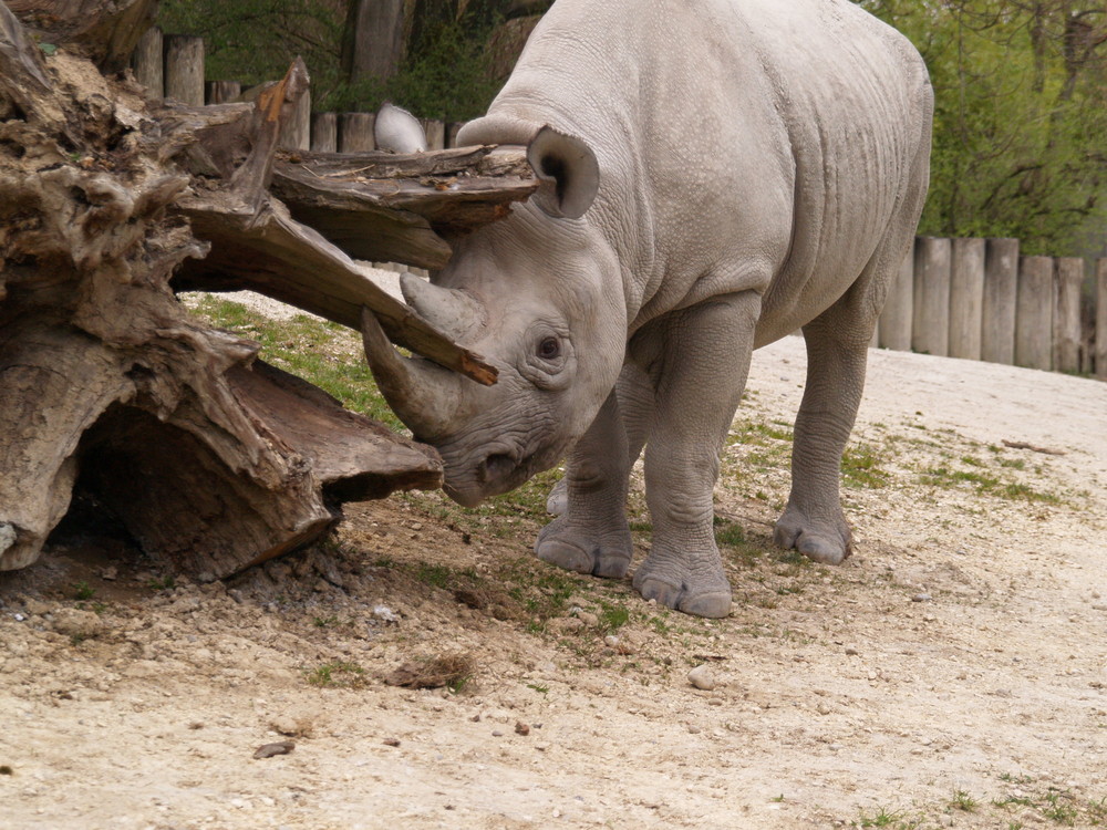 Nashorn auf Konfrontationskurs..