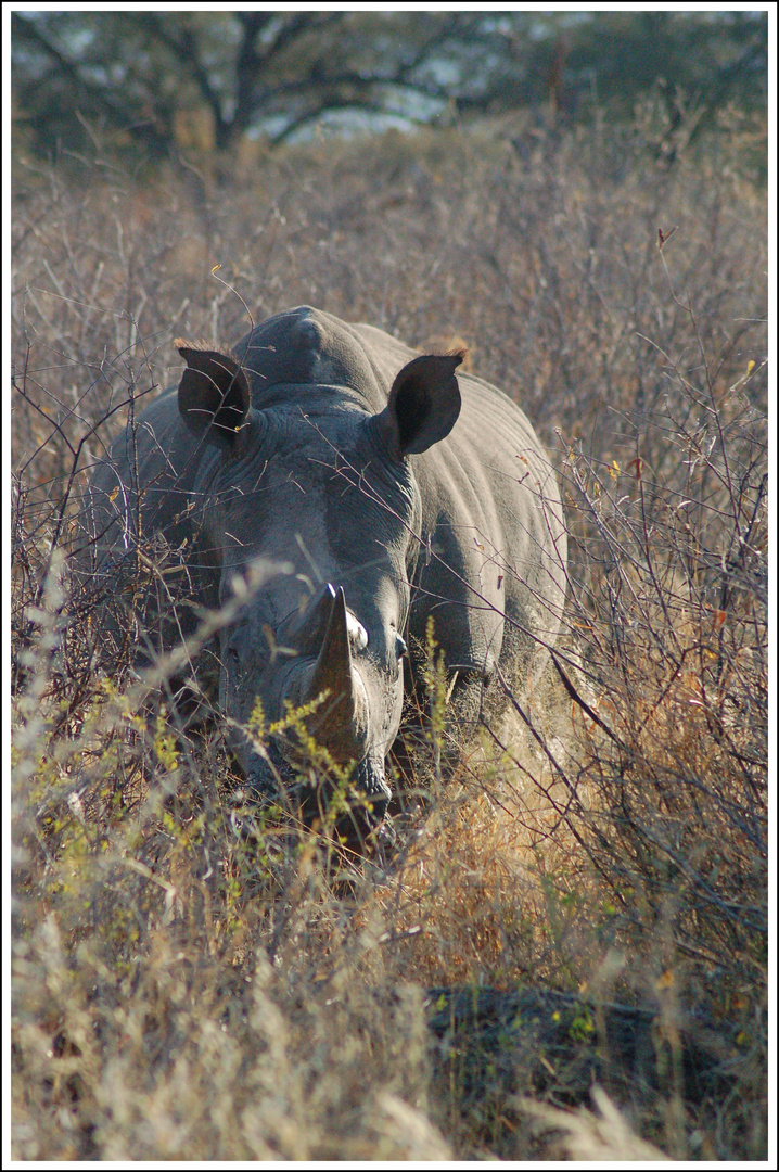 Nashorn auf Tuchfühlung