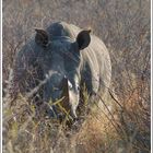 Nashorn auf Tuchfühlung