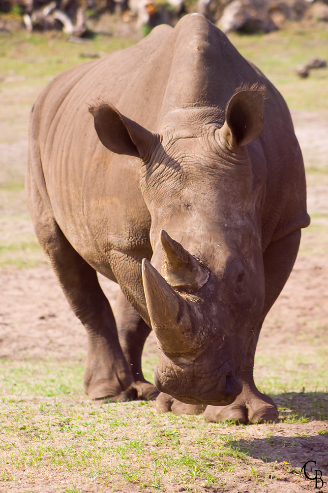 Nashorn aus dem Serengeti-Park