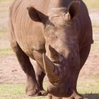 Nashorn aus dem Serengeti-Park