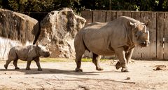 Nashorn Ausflug im Zoo