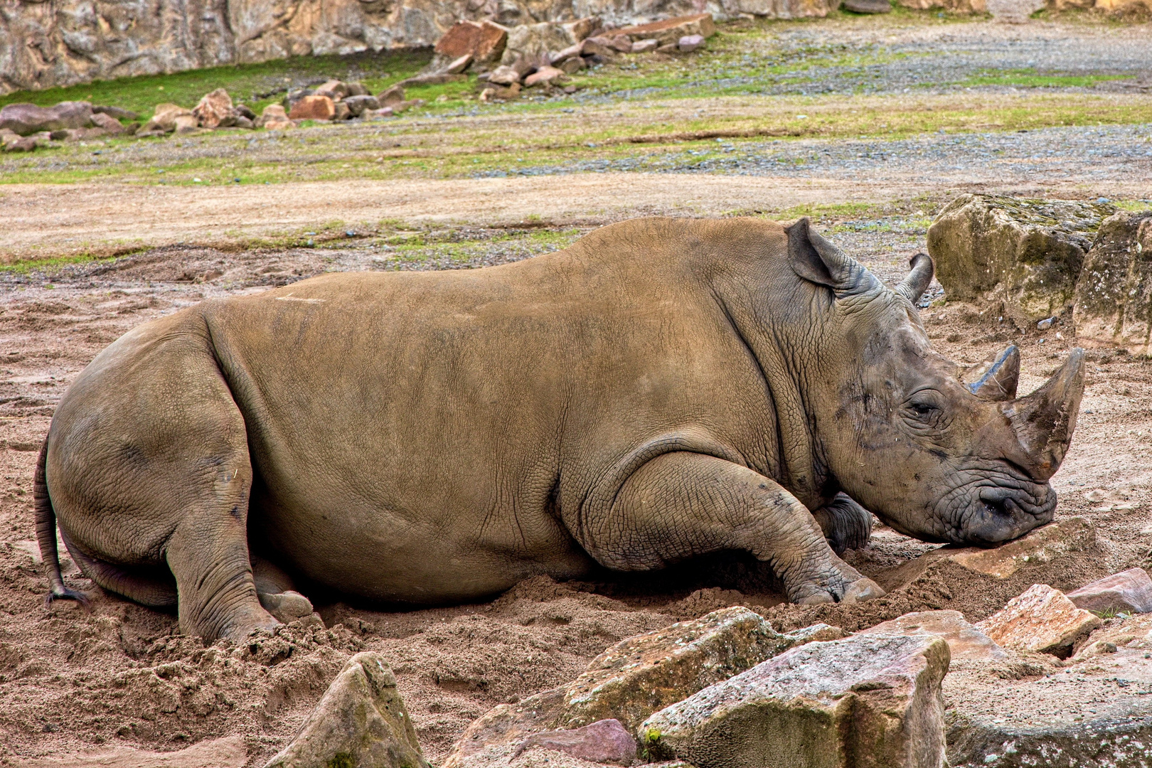 Nashorn