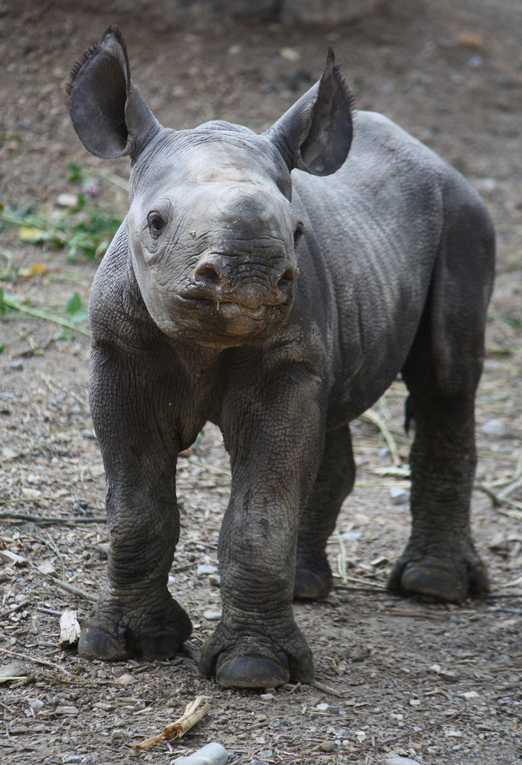 Nashorn-Baby 1