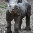 Nashorn-Baby 1