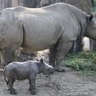 Nashorn-Baby 3