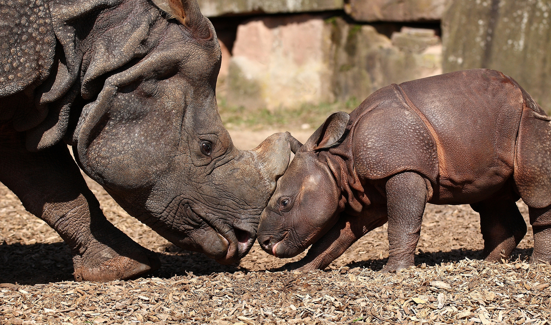 Nashorn Baby