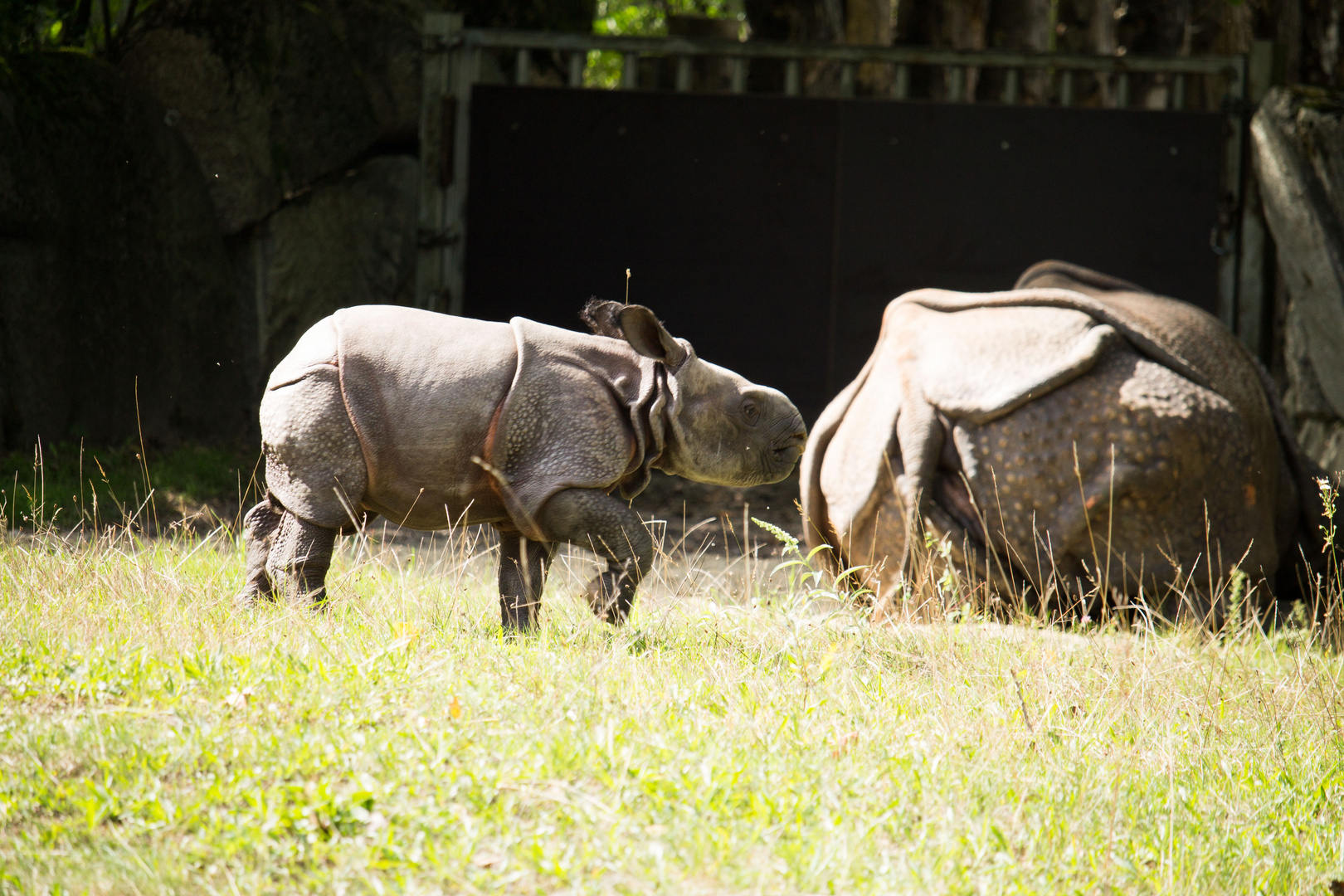 Nashorn Baby