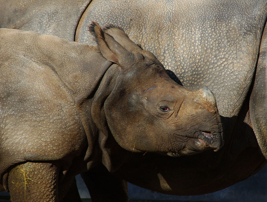 Nashorn Baby