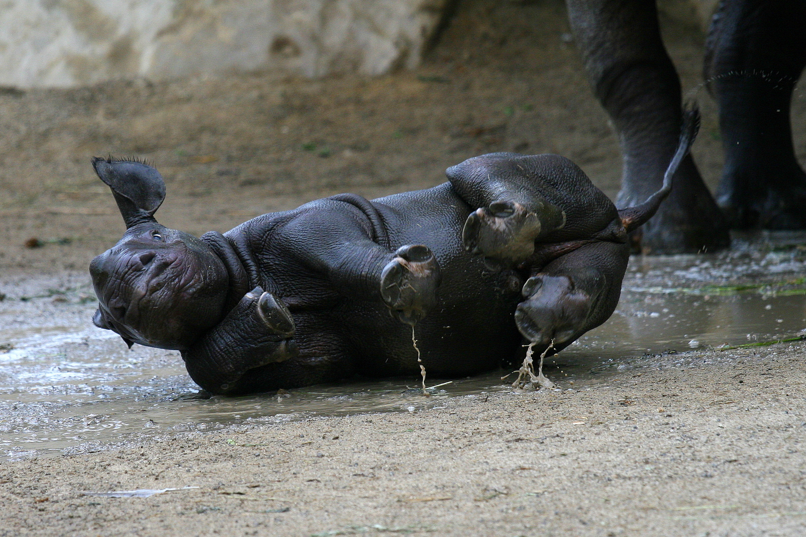 Nashorn - Baden macht Spaß :-)