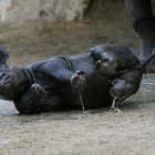 Nashorn - Baden macht Spaß :-)