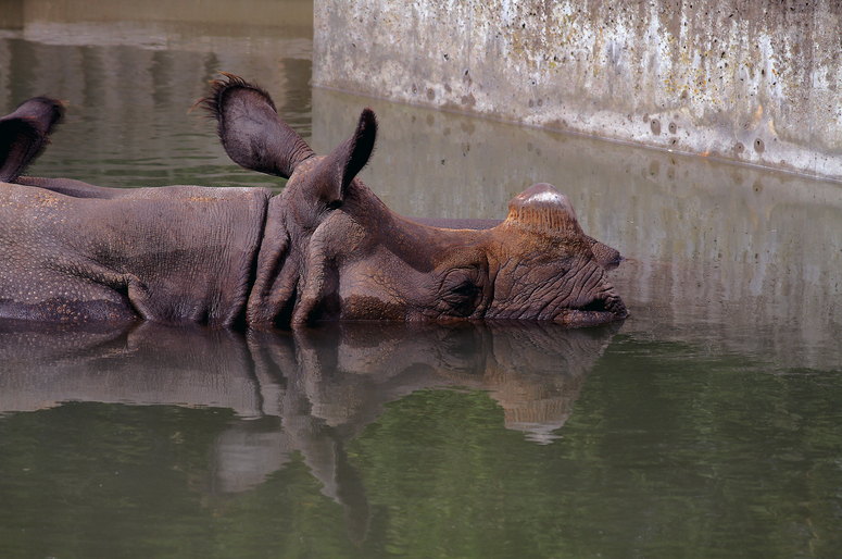 Nashorn