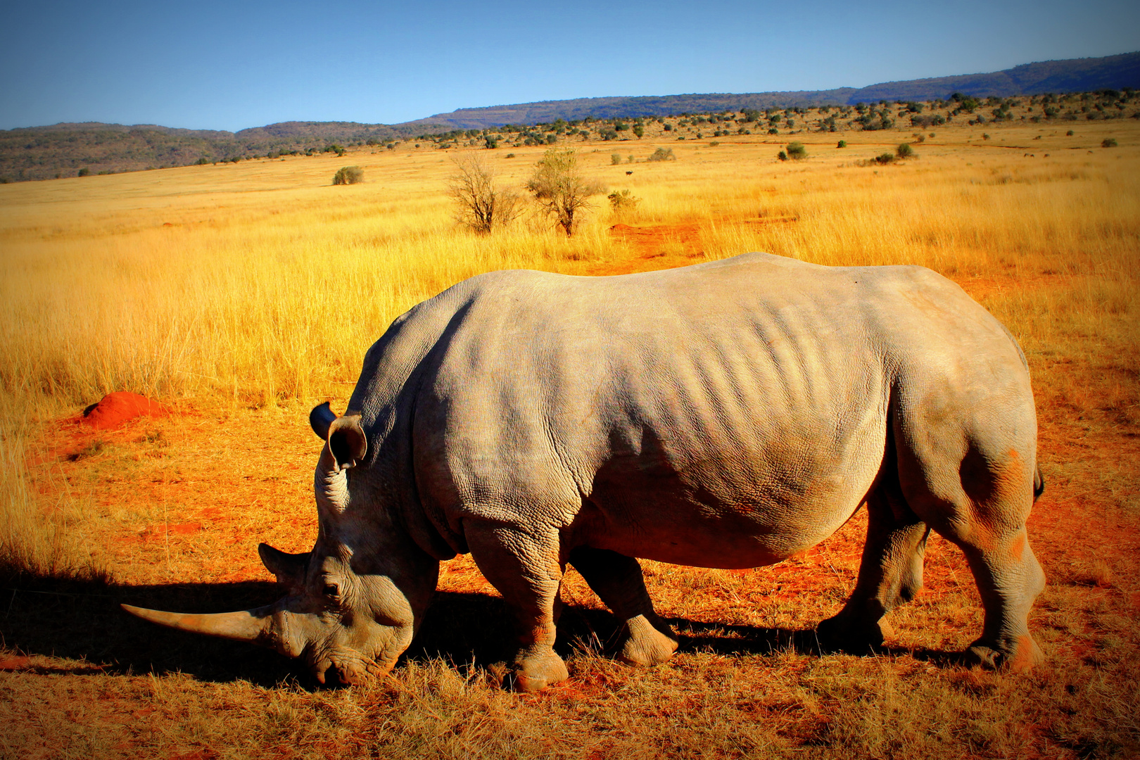 Nashorn