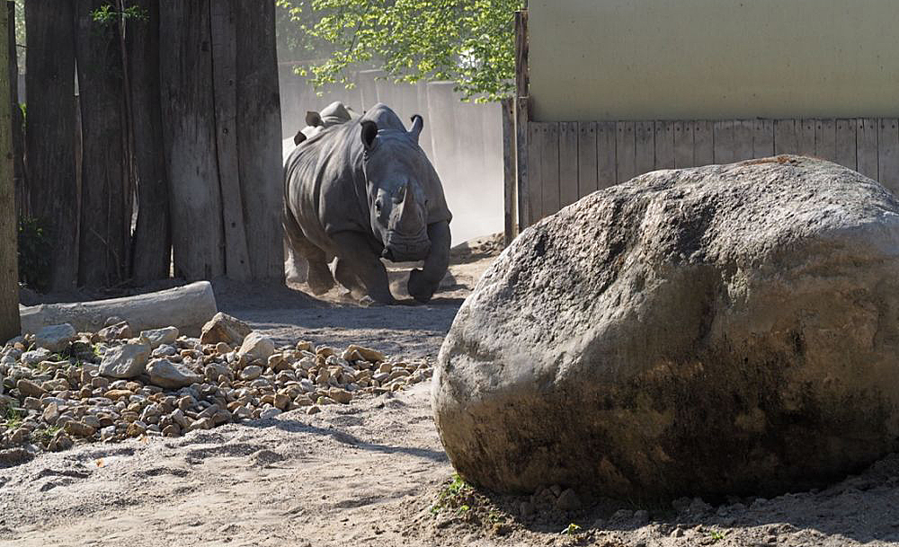 Nashorn bearbeitet