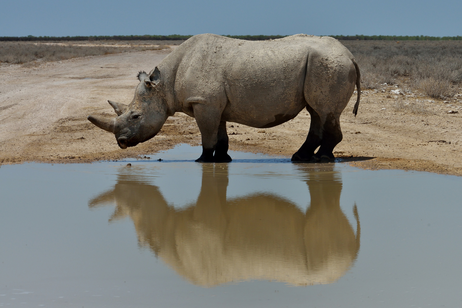 Nashorn bei der Morgentoilette