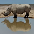 Nashorn bei der Morgentoilette