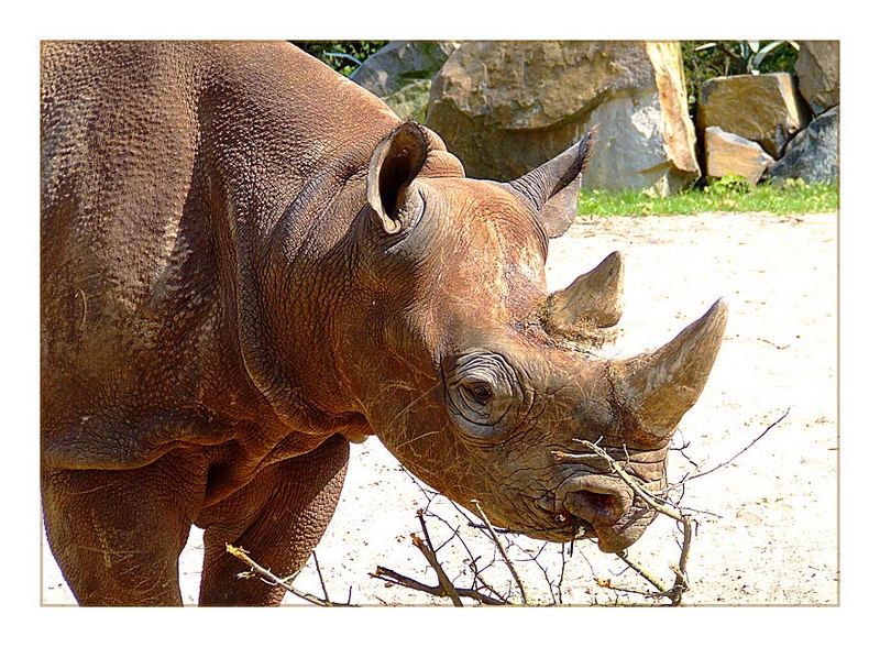 Nashorn bei einem kleinen Snack