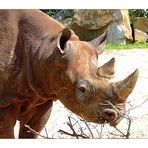 Nashorn bei einem kleinen Snack