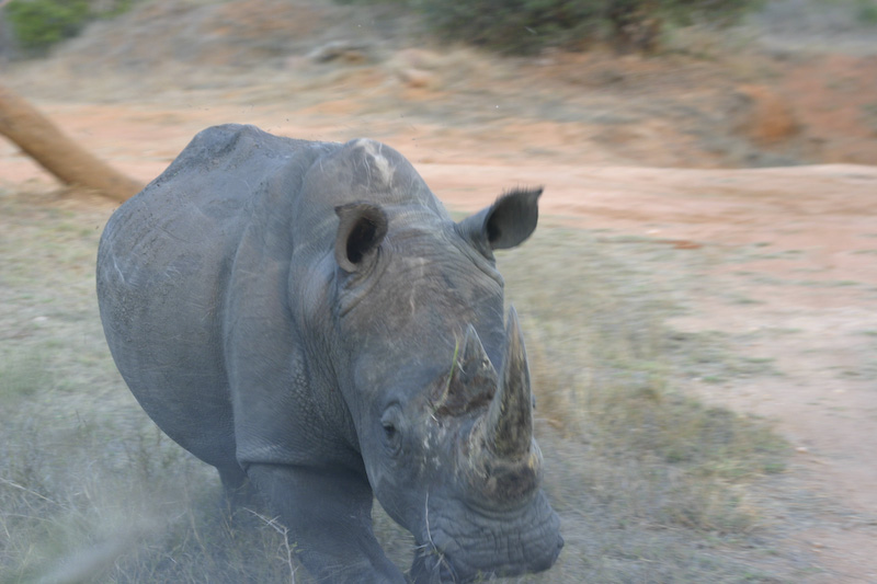 Nashorn beim Angriff