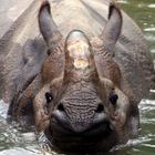 Nashorn beim baden